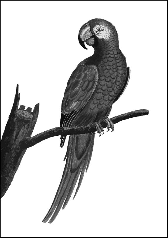 Parrot Bird Black - A3/A4 Picture - Glossy/Matte - Wall Art Decor
