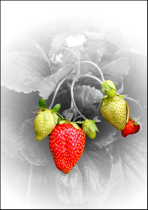 Strawberry vine - A3/A4 Picture - Glossy/Matte - Wall Art Decor