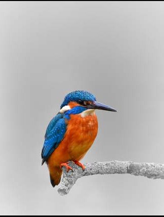 Bird - Orange - Blue - A3/A4 Picture Poster - Glossy/Matte
