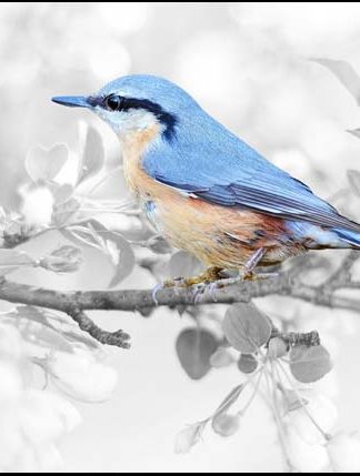 Bird - Blue - Yellow - A3/A4 Picture Poster - Glossy/Matte