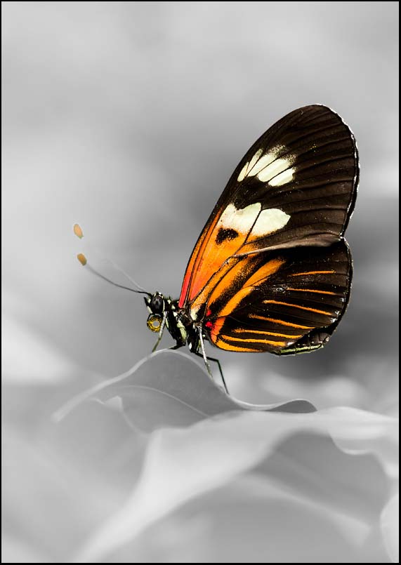 Butterfly - Black - Orange - A3/A4 Picture - Wall Art Decor