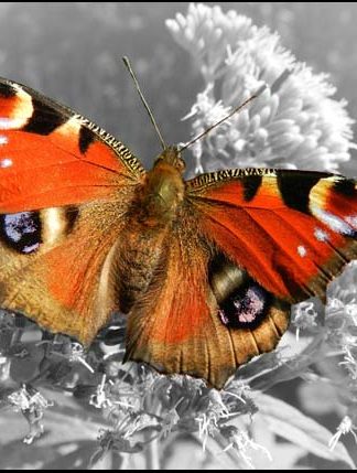 Big Butterfly - A3/A4 Picture - Glossy/Matte - Wall Art Decor