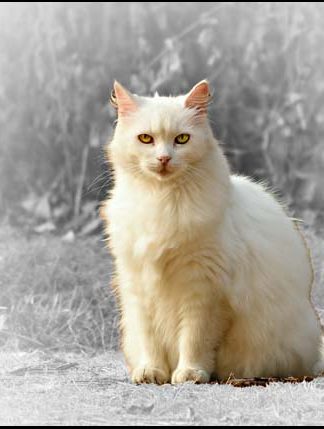 Cat - A3/A4 Picture - Glossy/Matte - Wall Art Decor