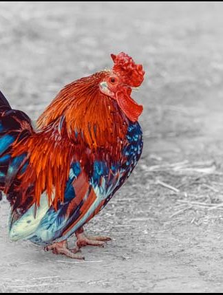 Chicken - A3/A4 Picture - Glossy/Matte - Wall Art Decor