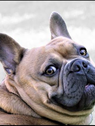 French Bulldog - A3/A4 Picture - Glossy/Matte - Wall Art Decor