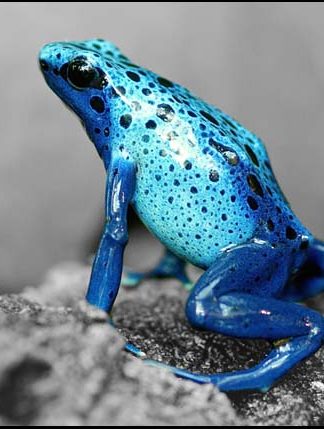 Blue Frog - A3/A4 Picture - Glossy/Matte - Wall Art Decor