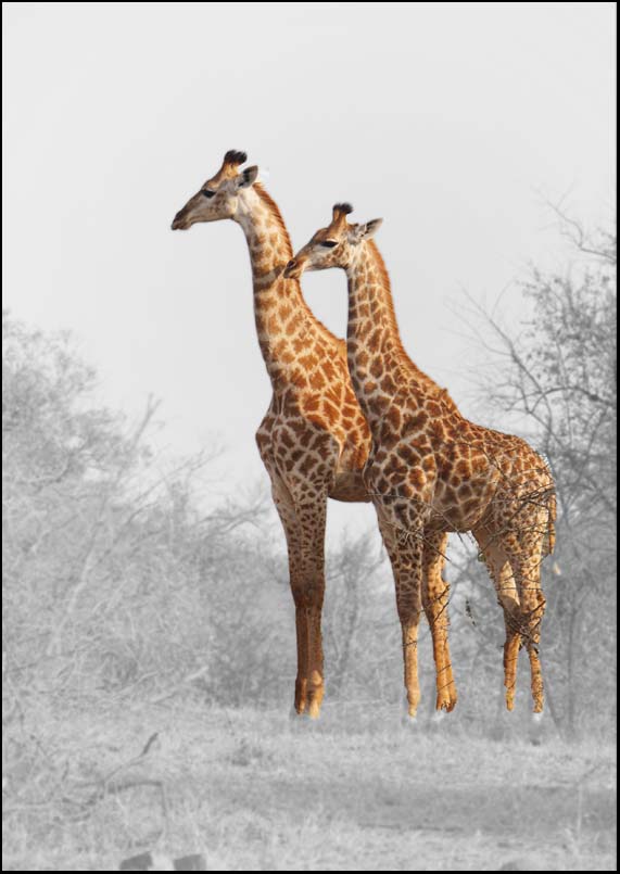 2 Giraffes - A3/A4 Picture - Glossy/Matte - Wall Art Decor