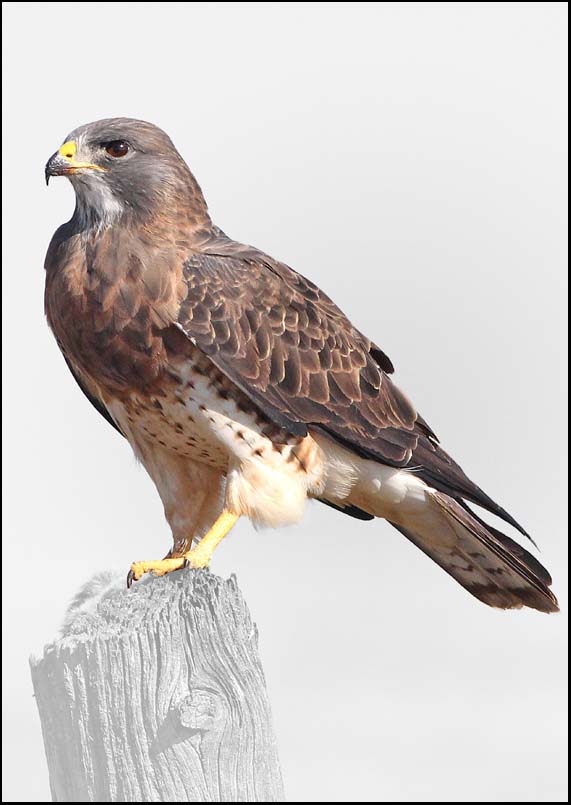 Hawk - A3/A4 Picture - Glossy/Matte - Wall Art Decor