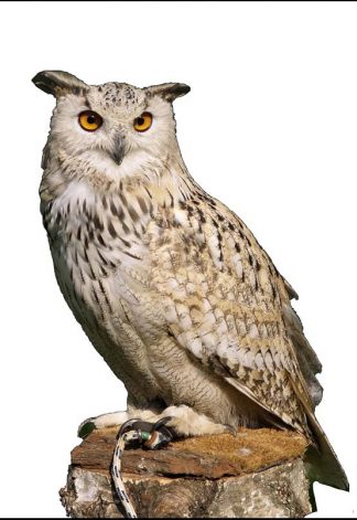 Owl - Colour - A3/A4 Picture - Glossy/Matt - Wall Art Decor