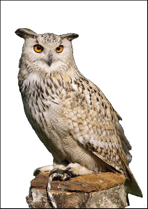 Owl - Colour - A3/A4 Picture - Glossy/Matt - Wall Art Decor