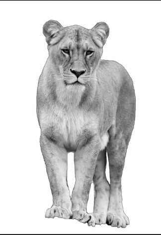 Lioness - Black/White - A3/A4 Picture - Glossy/Matte - Wall Art Decor