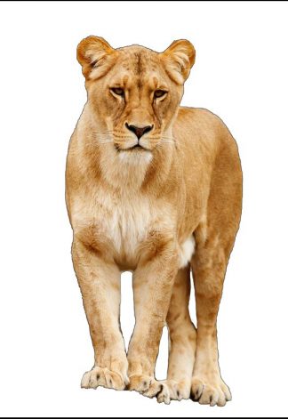 Lioness - Colour - A3/A4 Picture - Glossy/Matte - Wall Art Decor