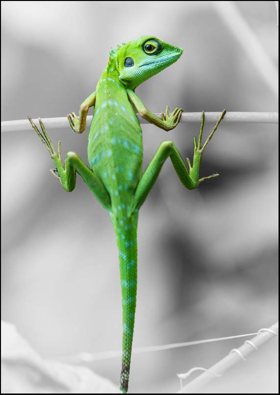 Lizard - A3/A4 Picture - Glossy/Matte - Wall Art Decor