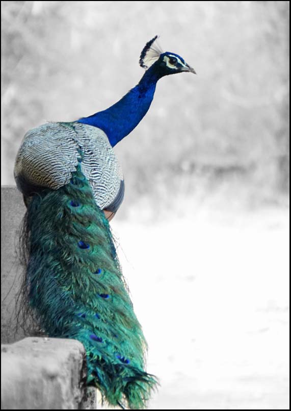 Peacock - A3/A4 Picture - Glossy/Matte - Wall Art Decor