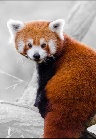 Red Panda - A3/A4 Picture - Glossy/Matte - Wall Art Decor
