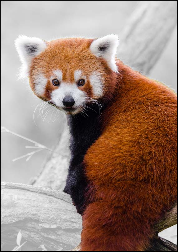 Red Panda - A3/A4 Picture - Glossy/Matte - Wall Art Decor