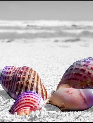 Seashells on beach - A3/A4 Picture - Glossy/Matte - Wall Art Decor