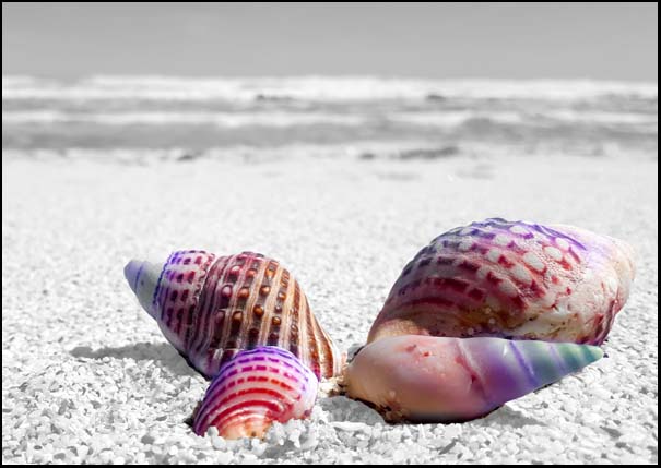 Seashells on beach - A3/A4 Picture - Glossy/Matte - Wall Art Decor