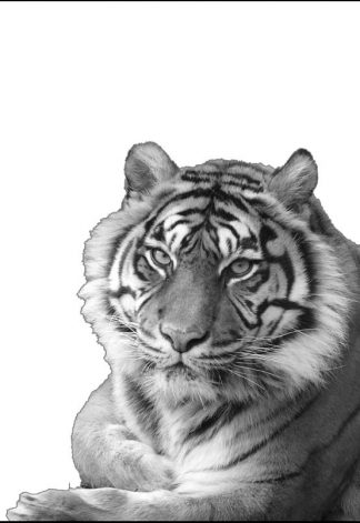 Tiger - Black/White - A3/A4 Picture - Glossy/Matte - Wall Art Decor