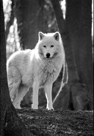 Wolf - Black/White - A3/A4 Picture - Glossy/Matte - Wall Art Decor
