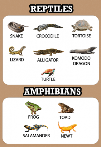 Reptiles and Amphibians Educational Wall Poster Early Years A4/A3