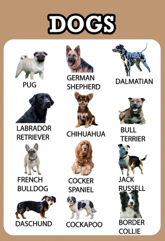 Dogs Educational Wall Poster Early Years Learning A4/A3